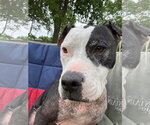 Small American Pit Bull Terrier Mix