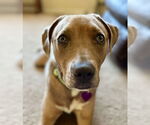 Small #7 Labrador Retriever Mix