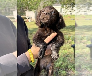 Boykin Spaniel Puppy for sale in PROSPERITY, SC, USA