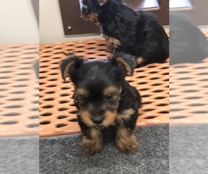Yorkshire Terrier Puppy for sale in TIPPECANOE, IN, USA