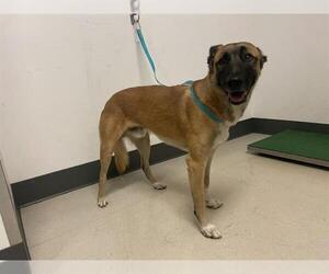 Mutt Dogs for adoption in Corona, CA, USA