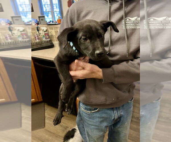 Medium Photo #3 Labrador Retriever-Unknown Mix Puppy For Sale in Mooresville, NC, USA