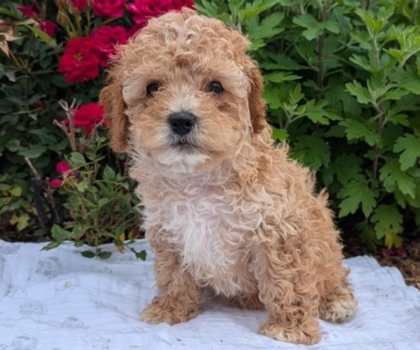 Medium Photo #5 Cock-A-Poo Puppy For Sale in GOSHEN, IN, USA