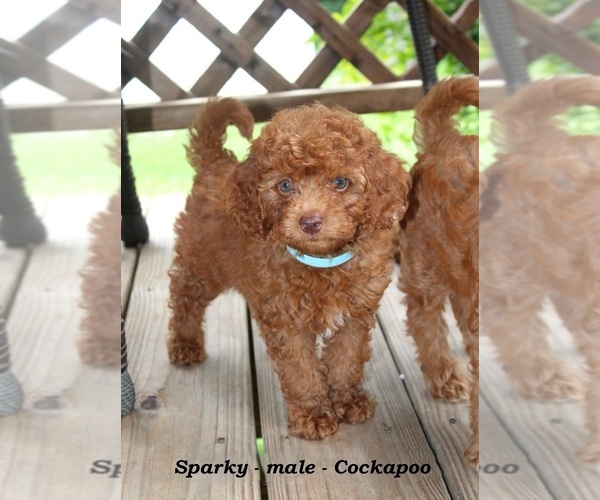 Medium Photo #3 Cockapoo (Miniature) Puppy For Sale in CLARKRANGE, TN, USA