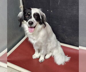 Border Collie-Unknown Mix Dogs for adoption in Fargo, ND, USA