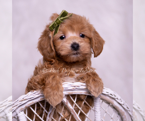 Medium Maltipoo (Miniature)