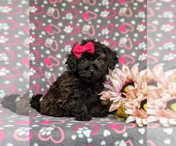 Medium Photo #4 Havanese-Poodle (Toy) Mix Puppy For Sale in LEOLA, PA, USA