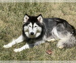 Small #2 Siberian Husky