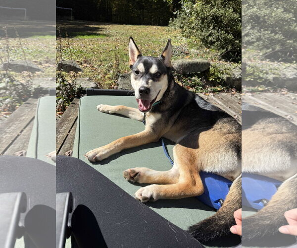 Medium Photo #1 Aussie Siberian Puppy For Sale in Southbury, CT, USA