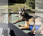 Daisy~meet me! - Female Aussie Siberian Dog for Adoption - Small photo