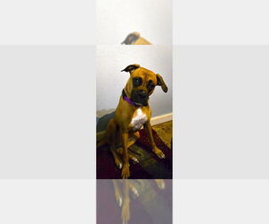 Boxer Dogs for adoption in Austin, TX, USA