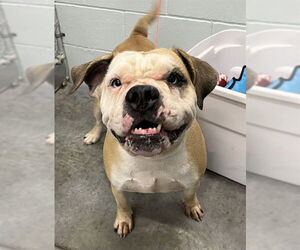 Bulldog-Unknown Mix Dogs for adoption in Tavares, FL, USA