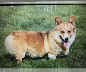 Father of the Pembroke Welsh Corgi puppies born on 07/03/2020