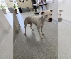 Boxer-Unknown Mix Dogs for adoption in Pasadena, TX, USA