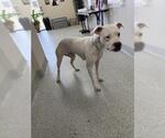 Small Boxer Mix