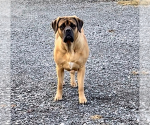 Mastiff Puppy for sale in PENN YAN, NY, USA