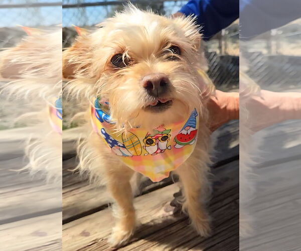 Medium Photo #5 Cairn Terrier-Unknown Mix Puppy For Sale in Fallbrook, CA, USA