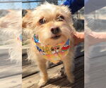 Small #4 Cairn Terrier Mix