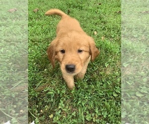 Golden Retriever Puppy for sale in LUTHERVILLE TIMONIUM, MD, USA