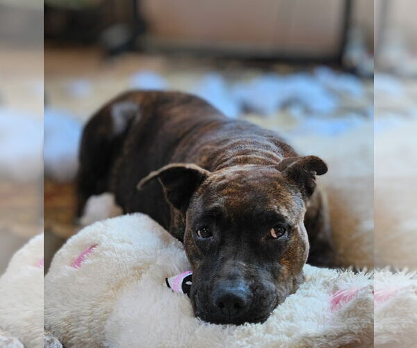 Medium Photo #3 Staffordshire Bull Terrier-Unknown Mix Puppy For Sale in Tracy City, TN, USA