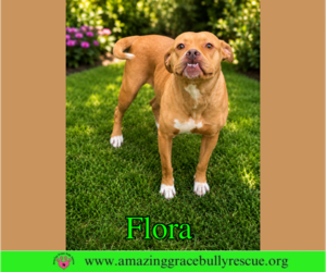 Flora - Female American Pit Bull Terrier-Unknown Mix Dog for Adoption - Photo #9