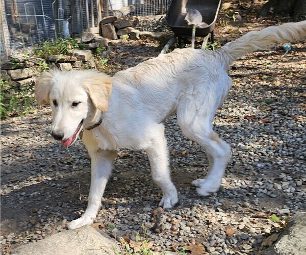 Medium Photo #3 Golden Pyrenees Puppy For Sale in Croydon, NH, USA