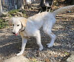 Small #2 Golden Pyrenees