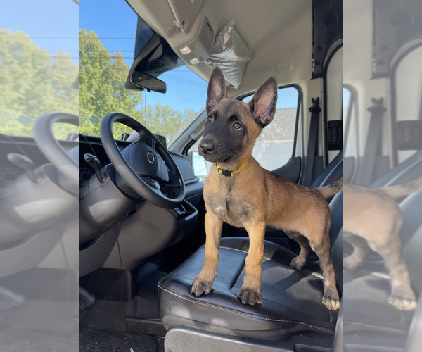 Medium Photo #5 Belgian Malinois Puppy For Sale in S CHARLESTON, WV, USA