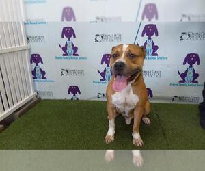 Staffordshire Bull Terrier Dogs for adoption in Orlando, FL, USA