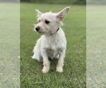Small #3 Mutt