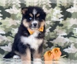 Small Photo #8 Pomeranian-Pomsky Mix Puppy For Sale in LAKELAND, FL, USA