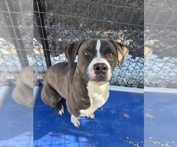 Medium Photo #1 American Pit Bull Terrier-Labrador Retriever Mix Puppy For Sale in Bolivar, MO, USA