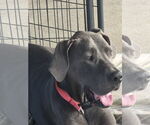 Small #1 Great Dane