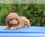 Small #12 Poodle (Toy)