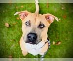 Small #3 Labrador Retriever Mix
