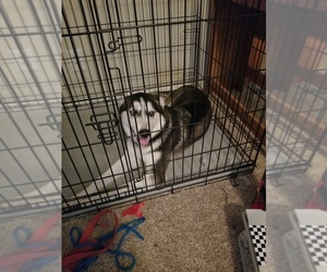 Mother of the Siberian Husky puppies born on 04/20/2019