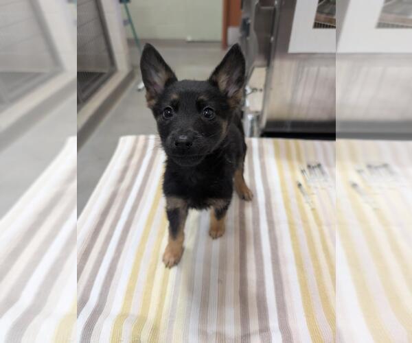 Medium Photo #1 German Shepherd Dog-Unknown Mix Puppy For Sale in Upland, CA, USA