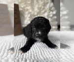 Small #11 Bernedoodle