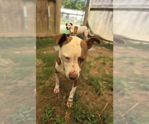 Medium Photo #4 Mutt Puppy For Sale in Jackson, MS, USA