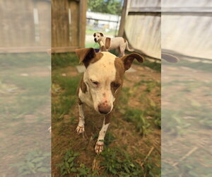 Rosco - Male Mutt Dog for Adoption - Photo #4