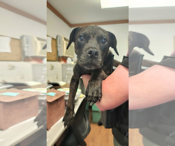 Medium Photo #1 American Pit Bull Terrier-Unknown Mix Puppy For Sale in Berlin, MD, USA