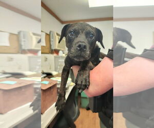 American Pit Bull Terrier-Unknown Mix Dogs for adoption in Berlin, MD, USA