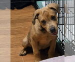 Small #6 Catahoula Leopard Dog Mix