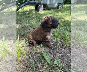 Whoodle Puppy for sale in URBANA, OH, USA