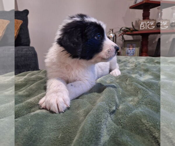 Medium Photo #1 Border Collie-Unknown Mix Puppy For Sale in Wakefield, RI, USA