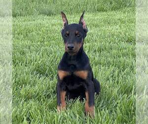 Doberman Pinscher Puppy for sale in MARYSVILLE, IN, USA
