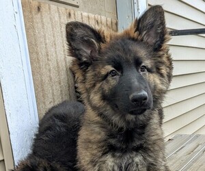 German Shepherd Dog Puppy for sale in LAFAYETTE, IN, USA