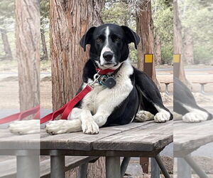 Border Collie-Great Pyrenees Mix Dogs for adoption in Bellingham, WA, USA