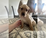 Small Photo #7 Goldmaraner Puppy For Sale in LOUISVILLE, KY, USA