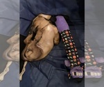 Small #2 Dachshund